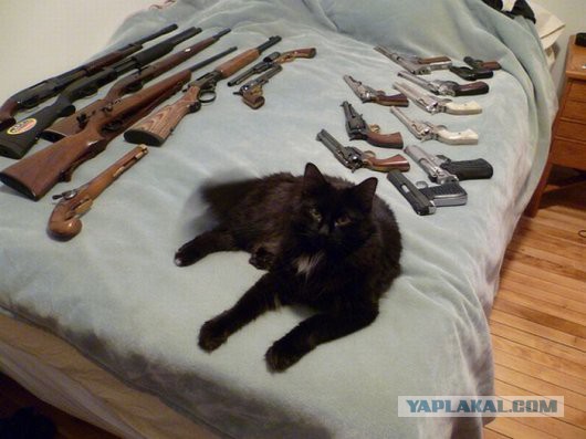 Кошка напала на семерых питбулей и их хозяйку