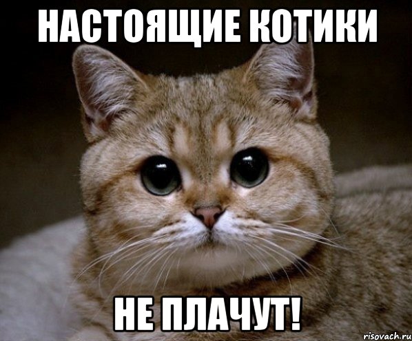 При нападении кошки пострадала семья из четырёх человек в Москве