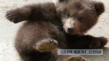 Девочки, девушки... женщины?