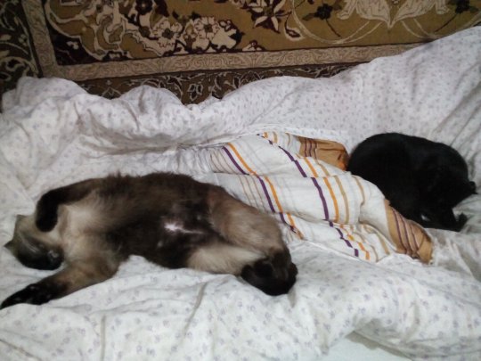 Коты из сети