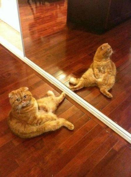 Коты из сети
