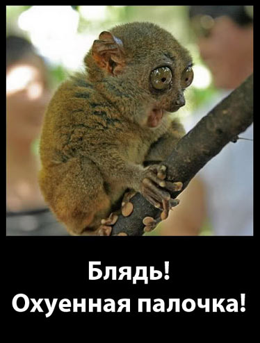 Долгопяты (лат. Tarsius)