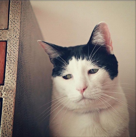 Коты и Кошки