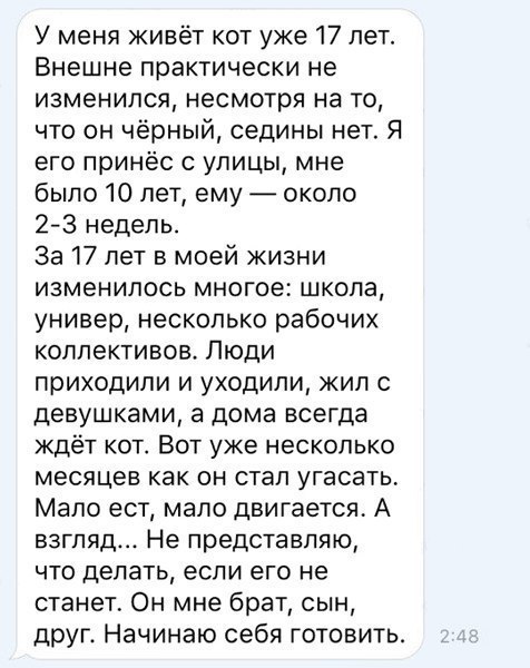 Субботняя порция перлов, высказываний, котоламповых историй