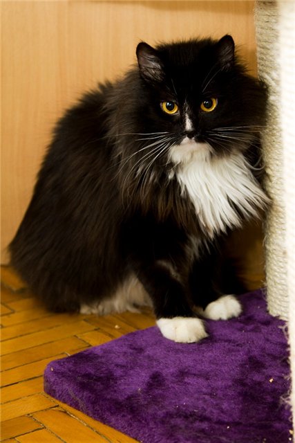 Коты и Кошки