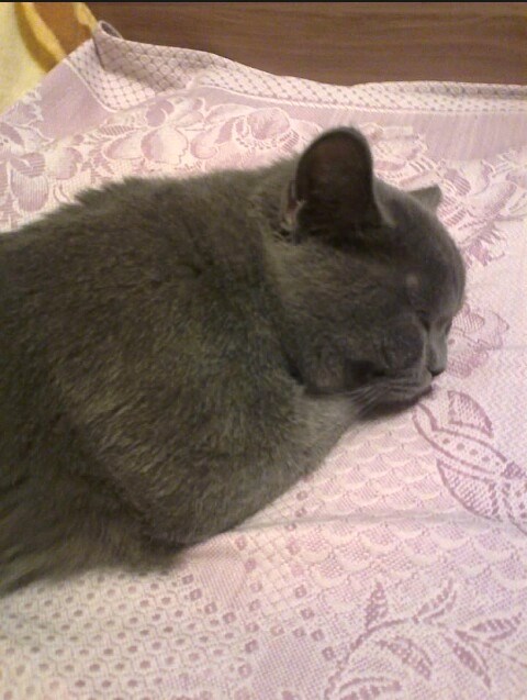 Котовторник  13.02.2018