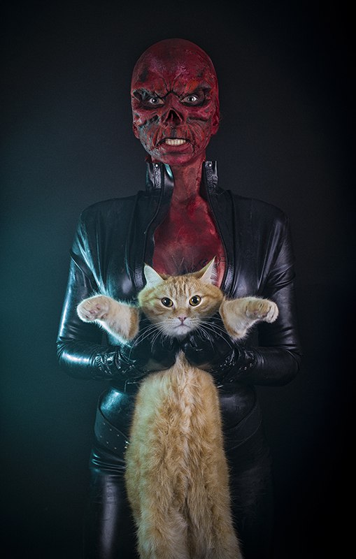 Фотобомбы котов