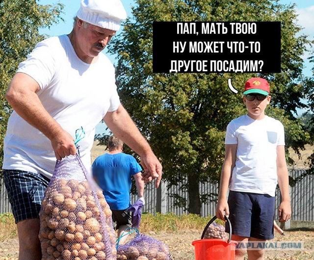 Началось! Картофельная лихорадка стартовала в Беларуси