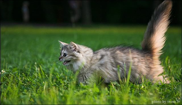 Котовторник на 24 августа