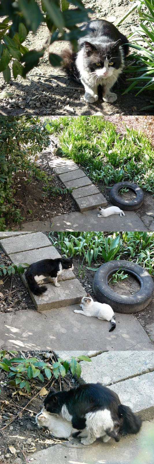 Котовторник. А как же?!