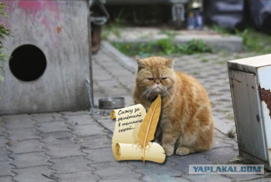 "Слишком вспыльчивый" кот