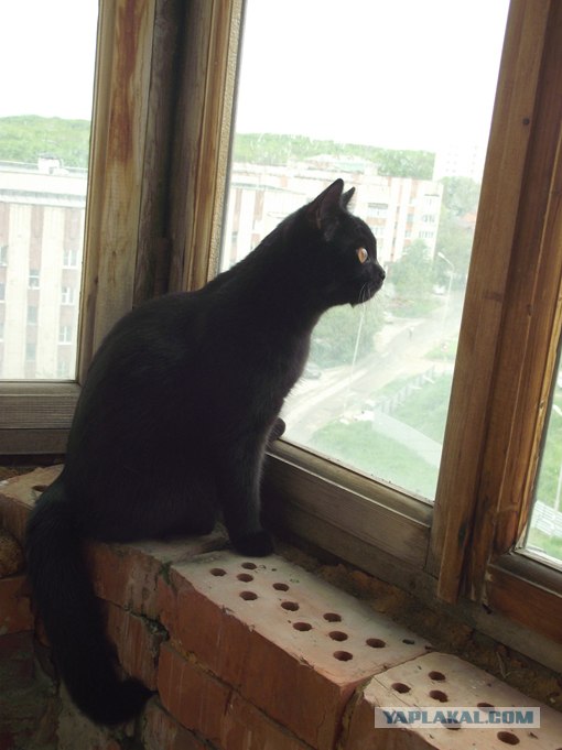 Котовторник с Максом