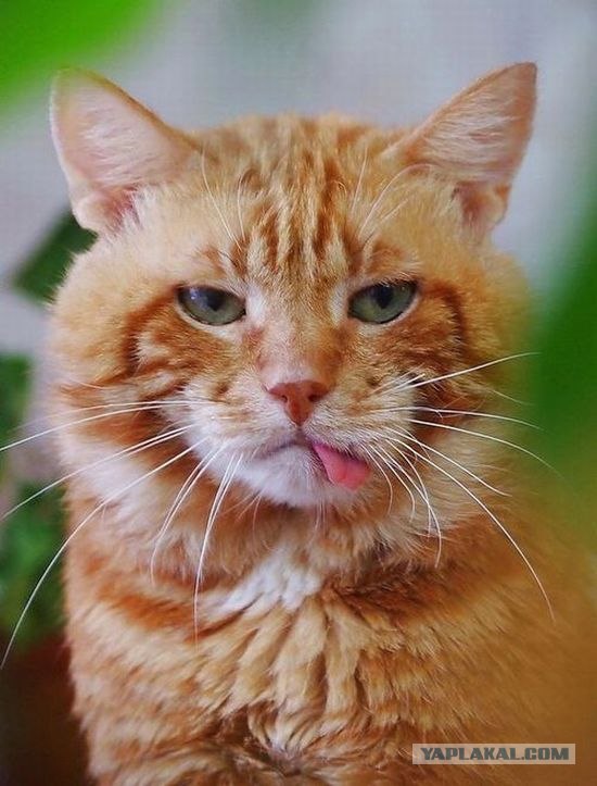 Сонный Котовторник