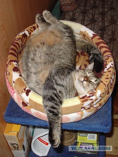 Котовторник 22.11.11