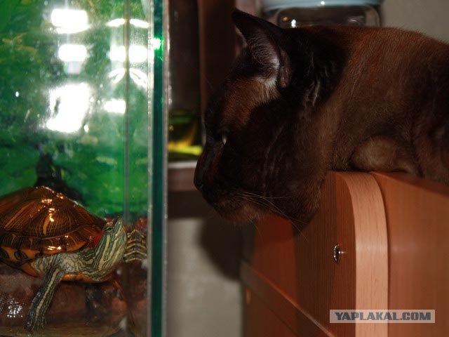 Котовторник! 13.03.2012