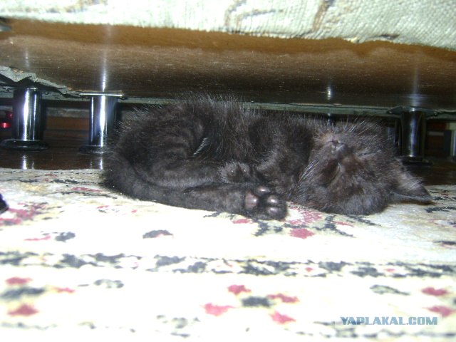 Котовторник   5.06.2012