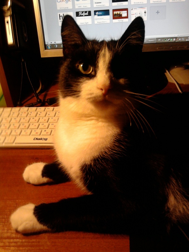 Котовторник 07.08.2012