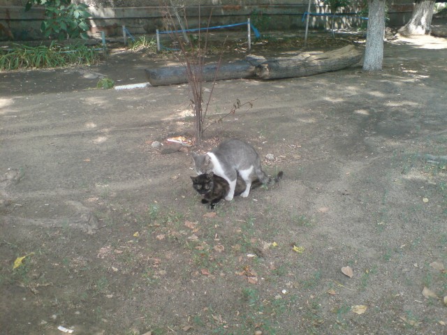 Котовторник  4.09.12