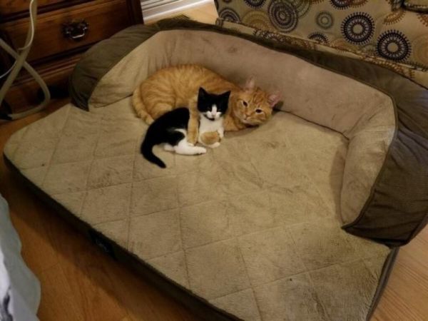Забавные фото котеек