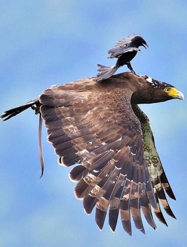 Живность из сети