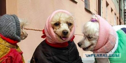 Сезон бабушек у подъезда