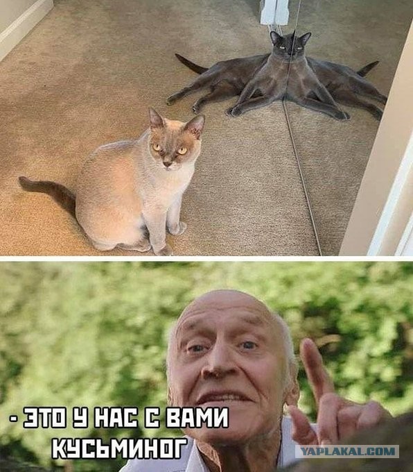 Весёлый полтишок 14.07