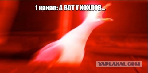 «Первый раз в жизни»: в школе Новосибирска дети обрадовались туалетной бумаге, которую повесили не для них