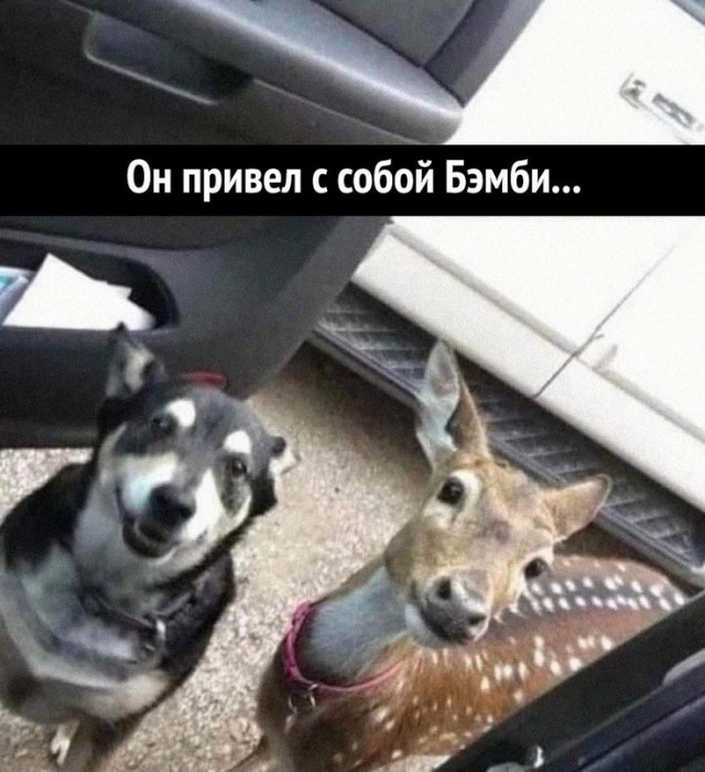 Картинки и мемы для настроения 31.03.2022