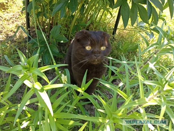 Лето и коты