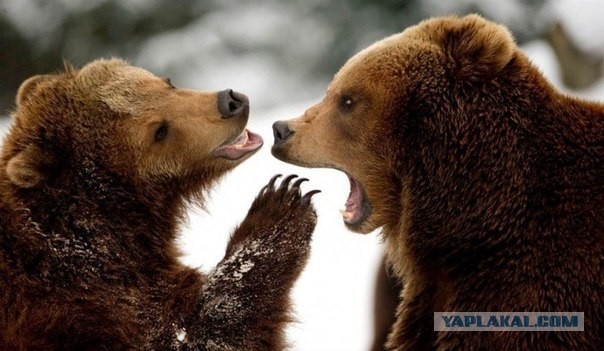 "Наревела" или как слезы увеличивают сиськи