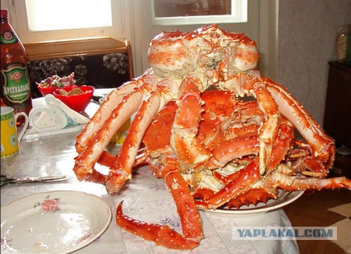 Пир на дне океана