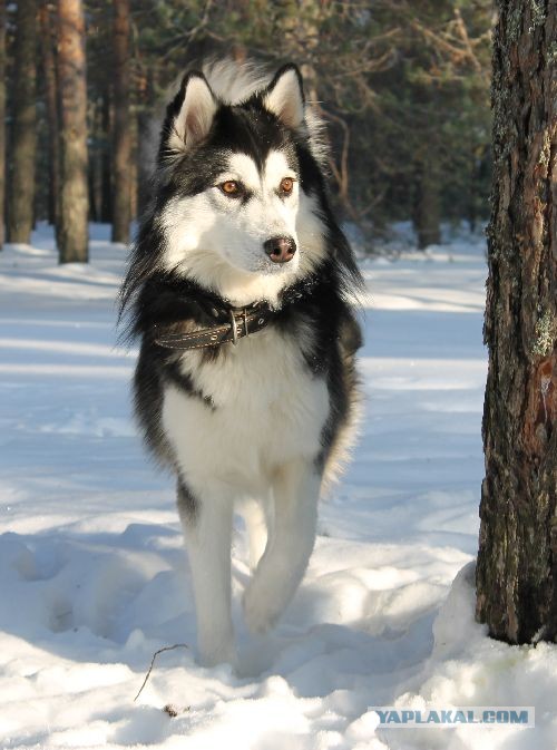 Собаки коряжма. Собаки коряжма. Собаки коряжма. Собаки коряжма. Щенки в коряжме.