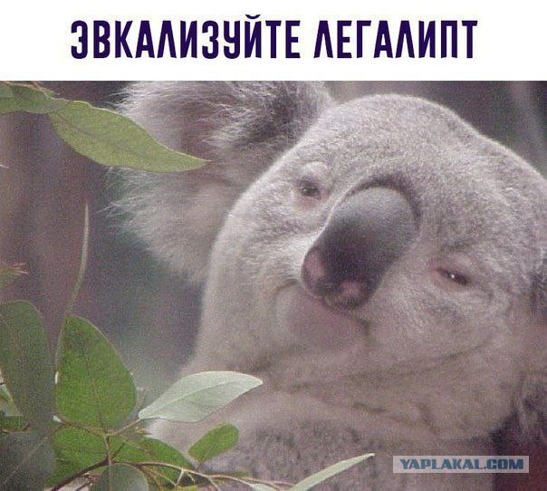 Долой политоту!
