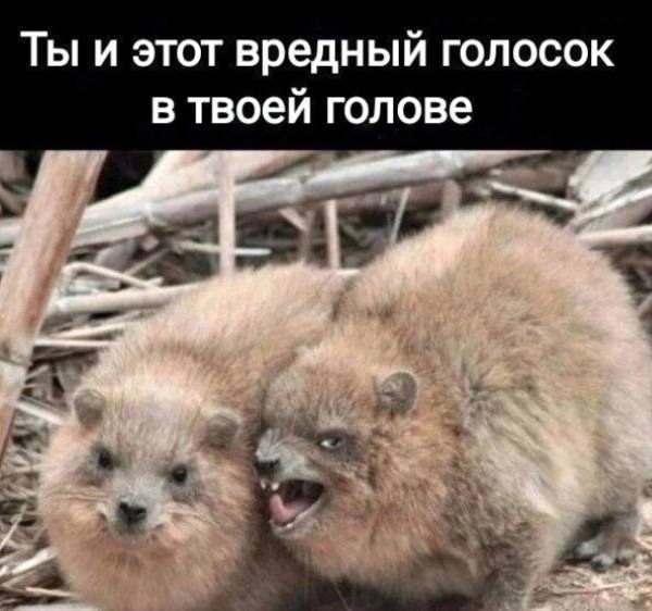 Так себе картинки 25.06.25