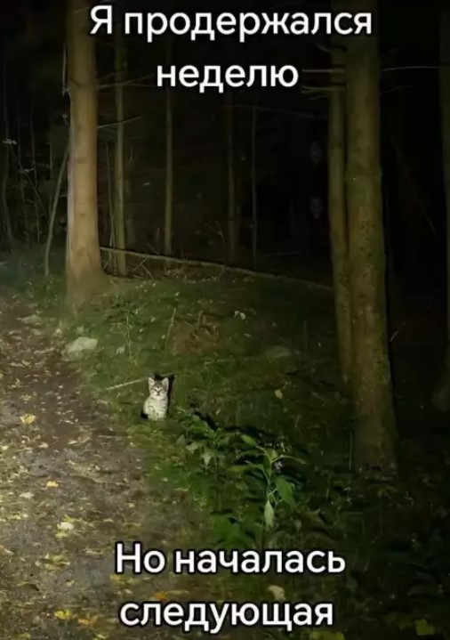 Котямбосы