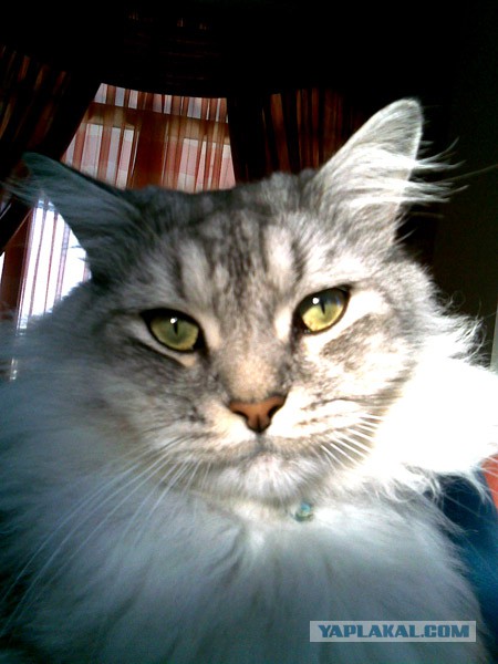 Котовторник   31.12.  2013