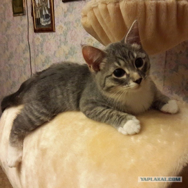Котовторник 20.05.2014
