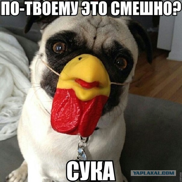 Новые "комментарии из соцсетей"