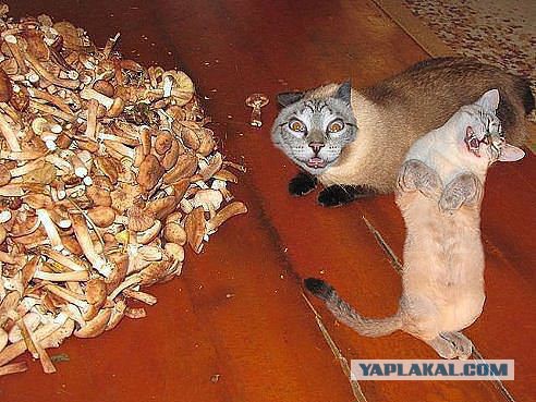 Смешные картинки и комментарии