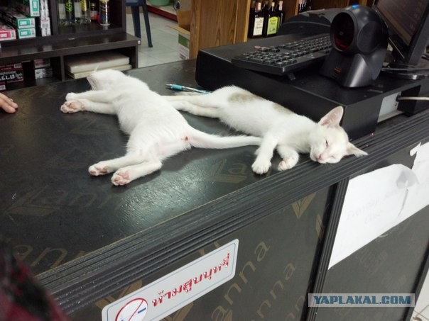 Котовторник 21.10.2014