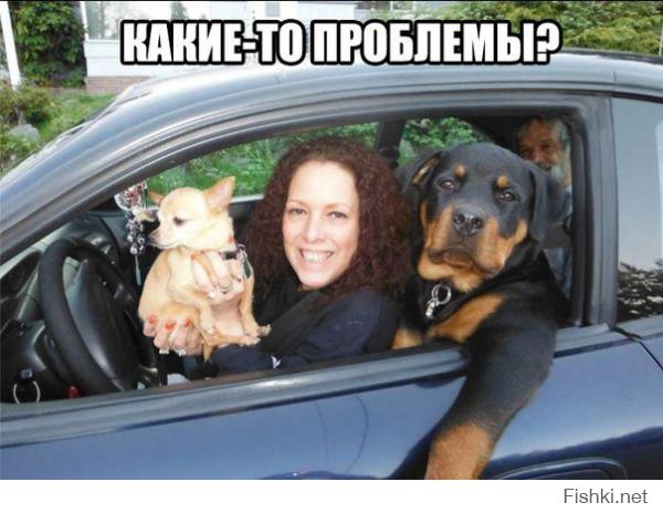 Веселые картинки