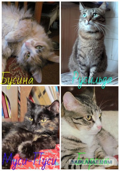 Жизнь домашнего приюта для котеек 37