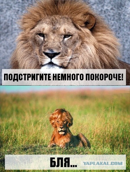 Весёлое из сети