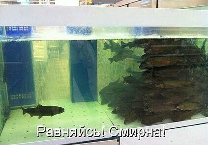 Забавные картинки из Сети
