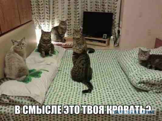25 котофотоприколов.