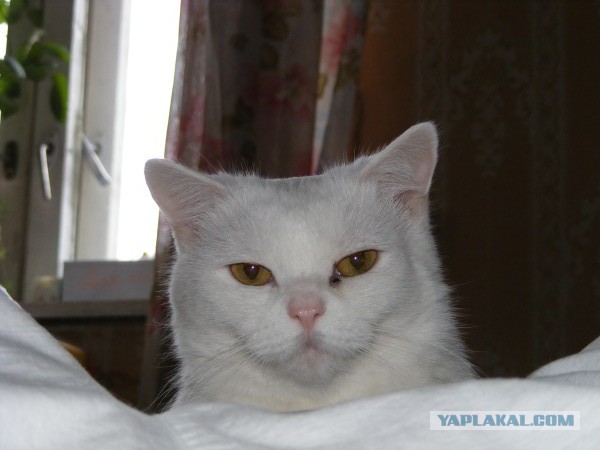 Пост в память о одной кошке