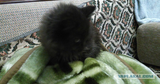 Котовторник