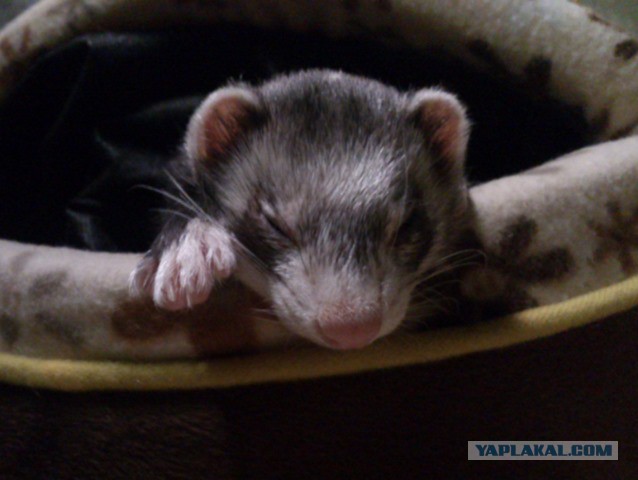 Скотинки - Животинки