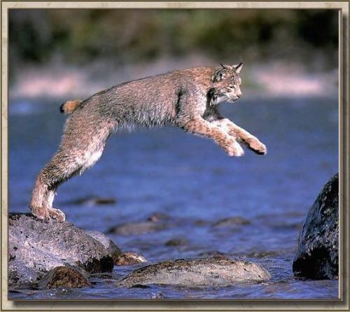 ДИКИЕ КОШКИ