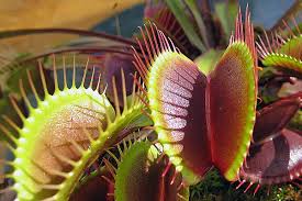 Проголодалась